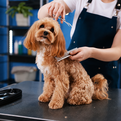 Grooming & Care